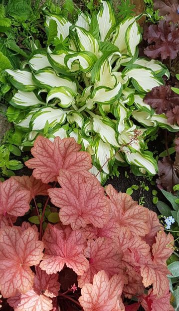 Heuchera Carnival Watermelon si Hosta variegata - Mai 2020