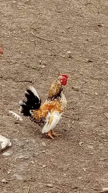 vandut - De vanzare gainuse mi de flori