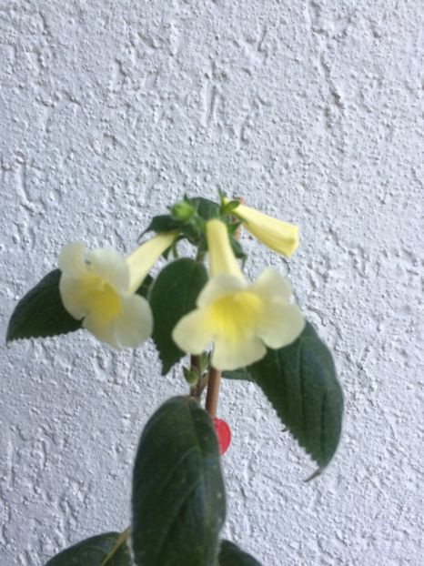 31.05.2020 - Achimenes 2020