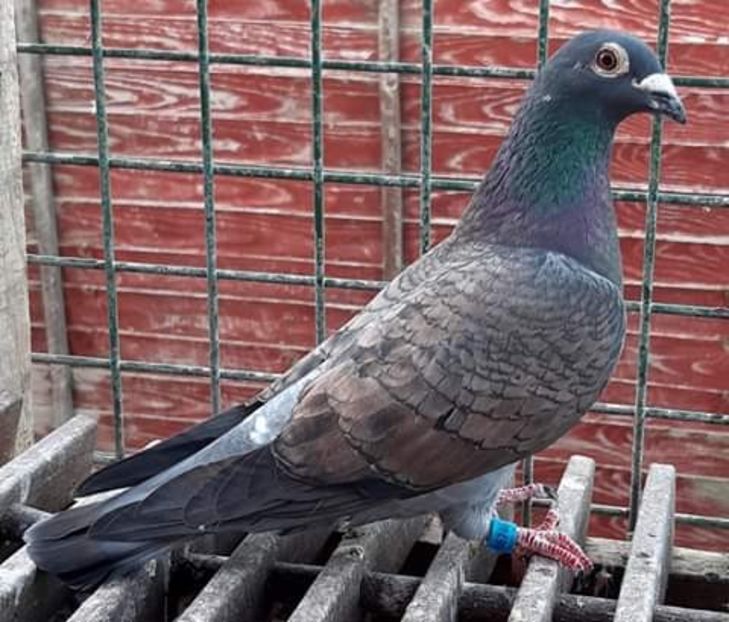  - NU AMI APARTIN 2020