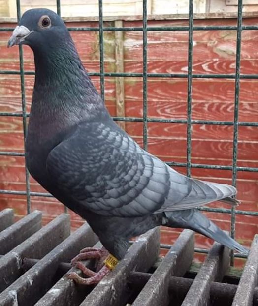  - NU AMI APARTIN 2020