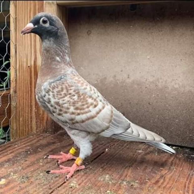  - NU AMI APARTIN 2020