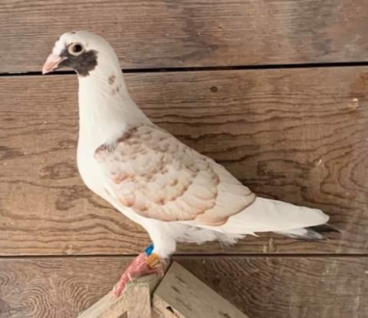  - NU AMI APARTIN 2020