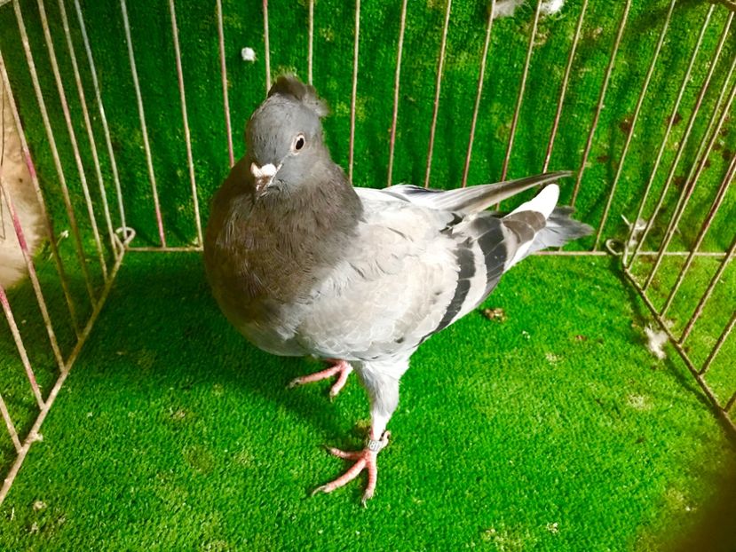 B317F7EE-198A-4357-9D86-131F6AD35120 - Pui Zburator Beograd