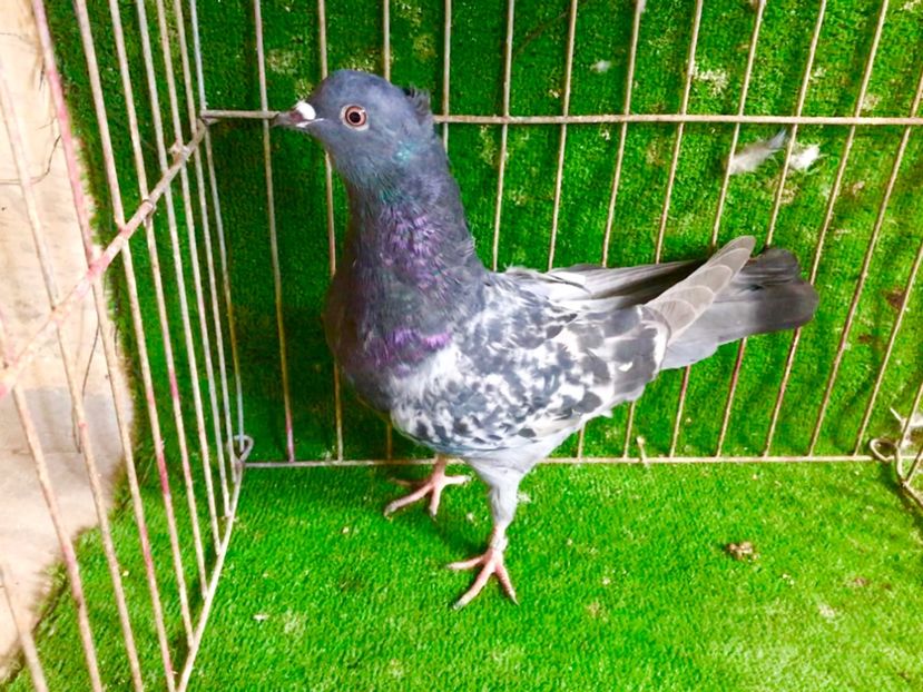 5C745141-F835-444E-96D8-103DA6ED6801 - Pui Zburator Beograd