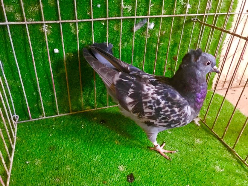 F409981E-2179-40D5-BF88-1C7EDFAFB638 - Pui Zburator Beograd