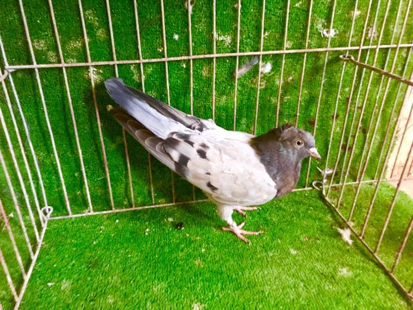 F0777D99-8698-4CF8-AE7B-8BB098A35B9F - Pui Zburator Beograd