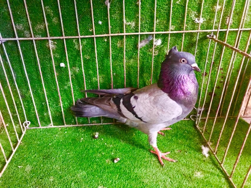 4048980A-94A1-45D4-B641-3A769719B608 - Pui Zburator Beograd