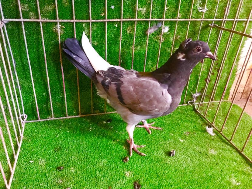 783E85D0-538C-4755-A34C-A74003910823 - Pui Zburator Beograd