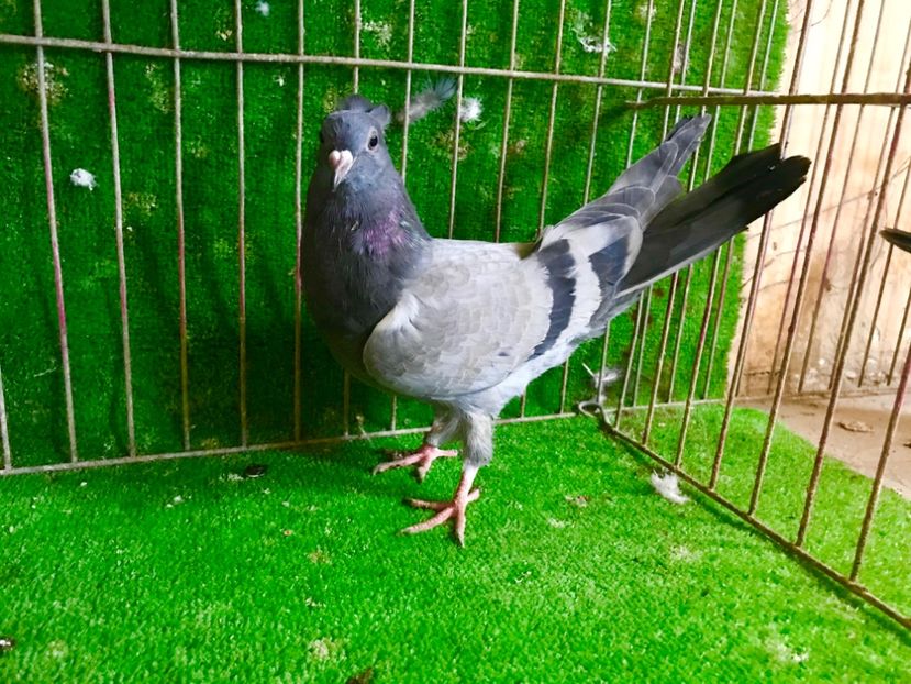 F062ECC9-6D86-4733-A983-67F384320149 - Pui Zburator Beograd