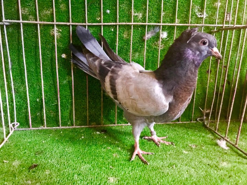 BF6C9A07-B1A0-42C2-9019-F38F66030A58 - Pui Zburator Beograd