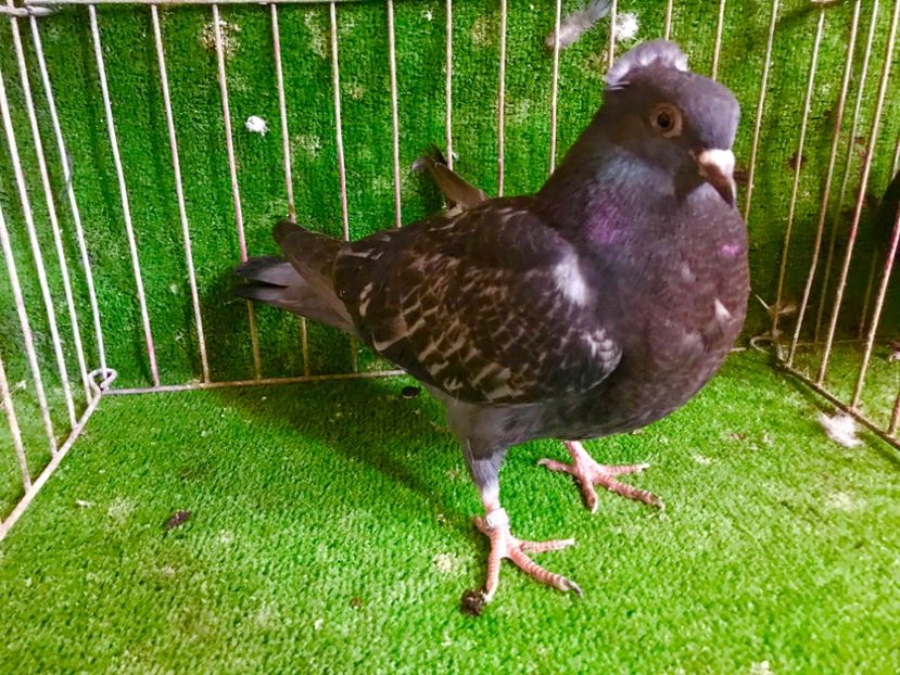 61ADFF60-0F79-4203-9C03-DC485C6A47AC - Pui Zburator Beograd