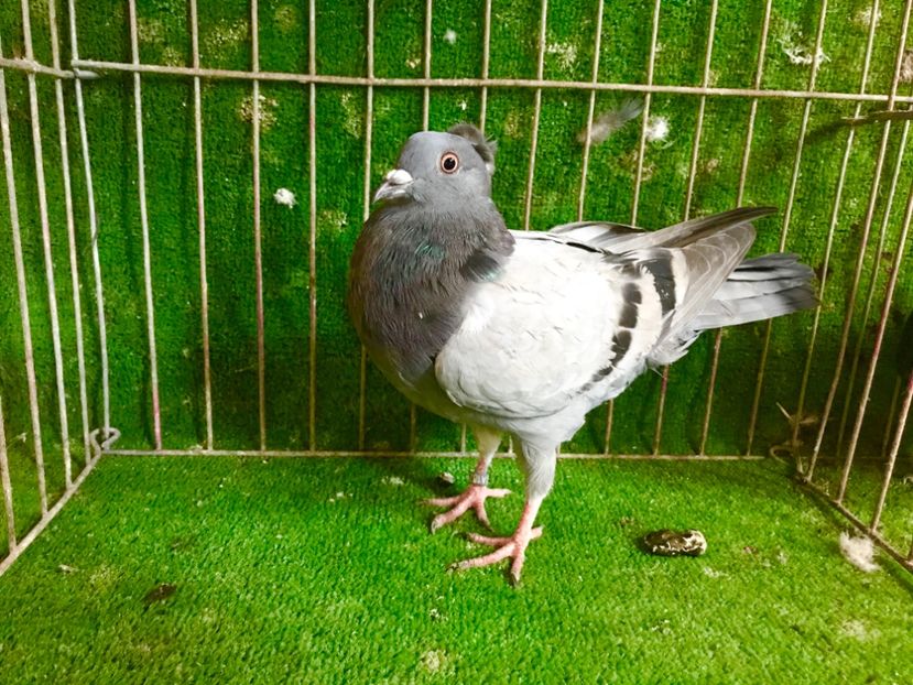 CA14C4AB-AE5F-4A89-A52A-441EB015279B - Pui Zburator Beograd