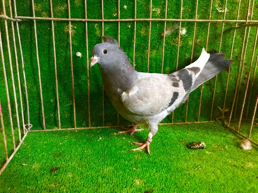 DF169101-C1AE-4B0A-AAB2-900C55B2F009 - Pui Zburator Beograd