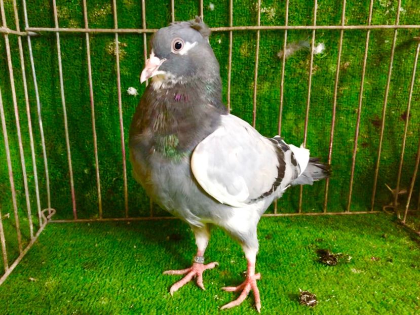 FF299773-A085-4314-B339-1931DF4C26FC - Pui Zburator Beograd