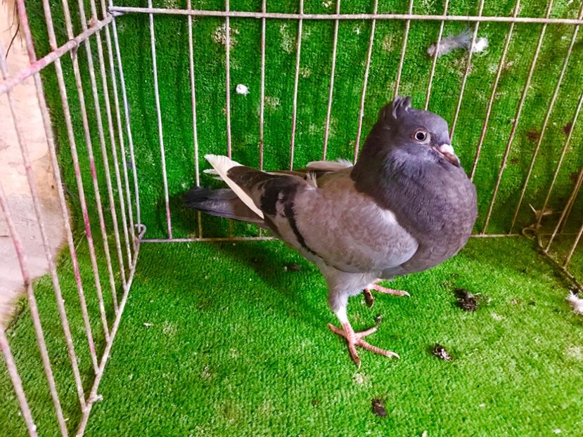 887A085A-2F11-47B9-8F83-2AD87398DD41 - Pui Zburator Beograd