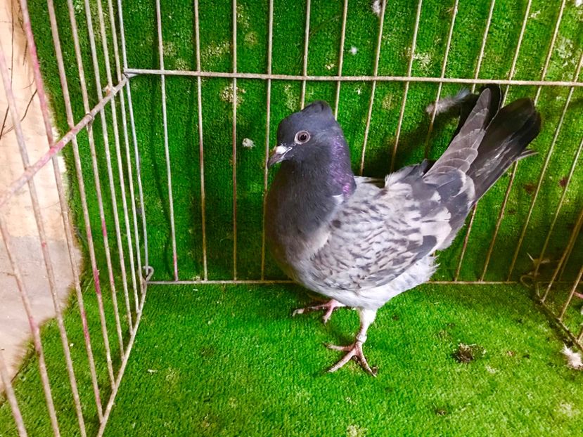 3928ACF8-68B5-4999-A168-AAA90F5B1235 - Pui Zburator Beograd