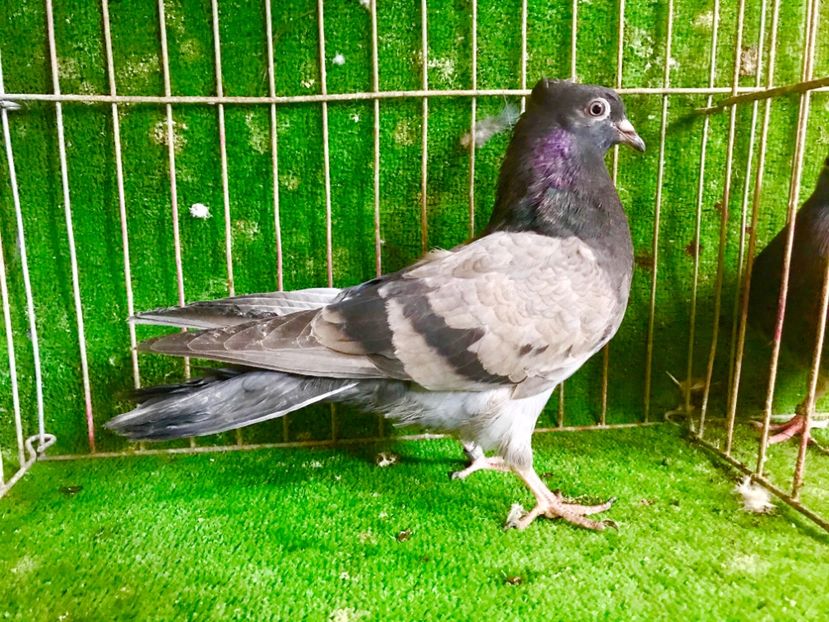 6378D90F-340A-4002-9241-13C816E2C383 - Pui Zburator Beograd