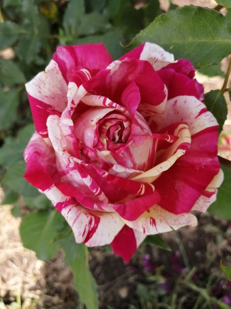  - Trandafiri 2020_2022 2023