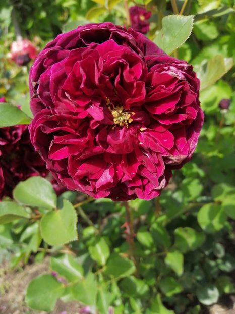  - Trandafiri 2020_2022 2023