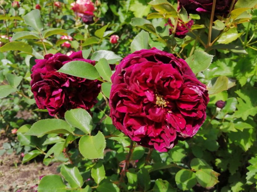  - Trandafiri 2020_2022 2023