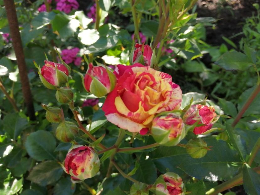  - Trandafiri 2020_2022 2023