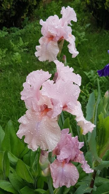 Blushing Pink - Mai 2020
