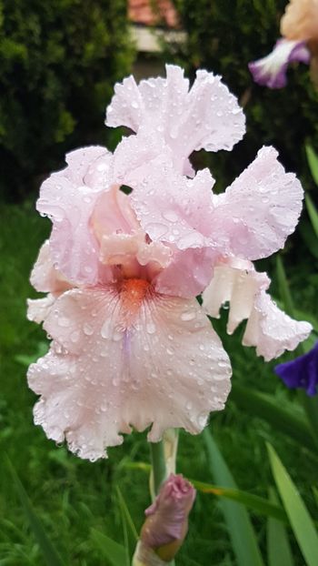 Blushing Pink - Mai 2020