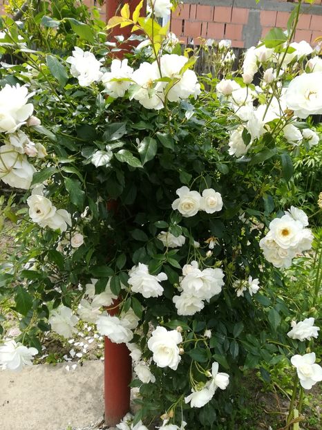 Trandafir - Flori 2020