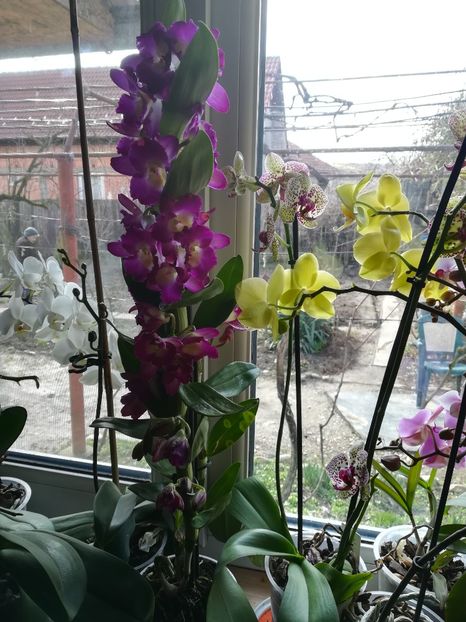 Orhidee - Flori camera 2020