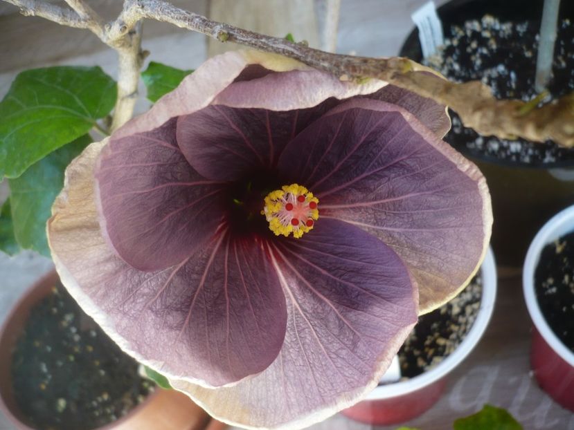 31.05.2020 - HIBISCUSI 2020-1