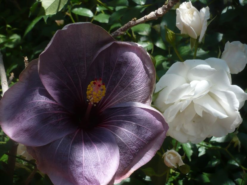 P1440337 - HIBISCUSI 2020-1