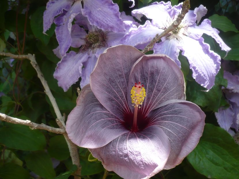 P1440338 - HIBISCUSI 2020-1