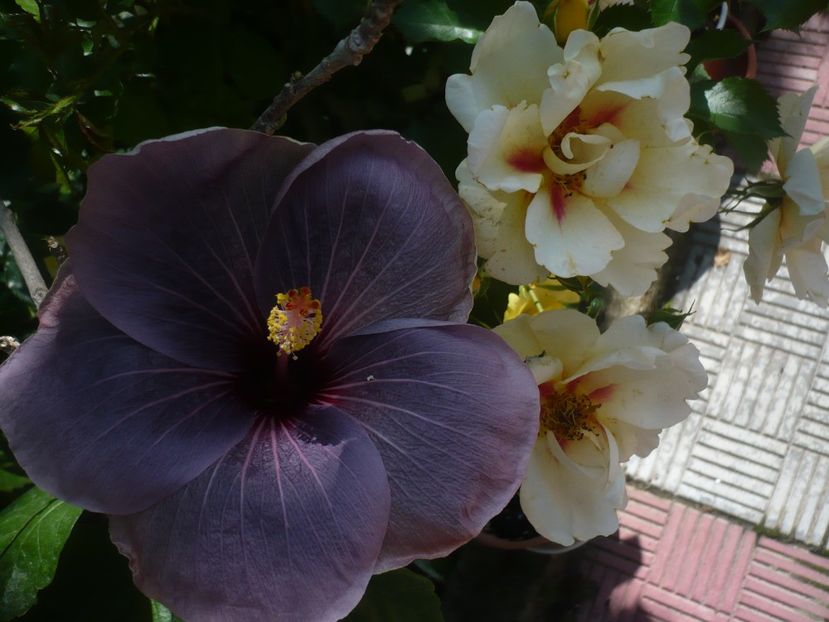 P1440343 - HIBISCUSI 2020-1