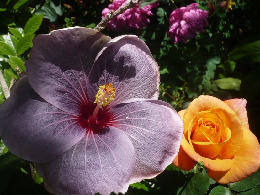 P1440344 - HIBISCUSI 2020-1