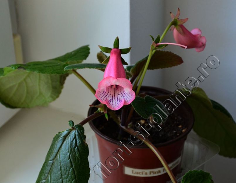 Sinningia Luci s Pink Fondant - GLOXINIA-SINNINGIA _COLECTIA 2020_2024