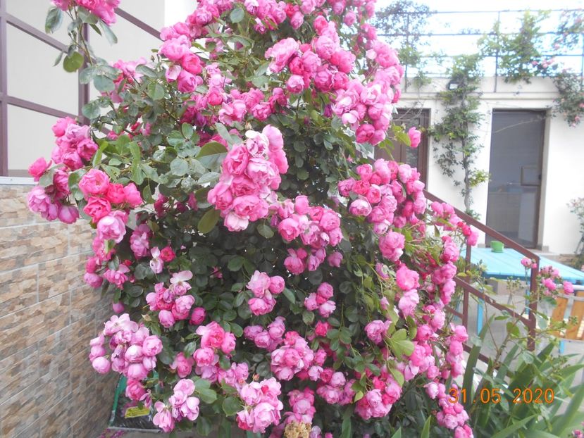  - 1Trandafiri 2020