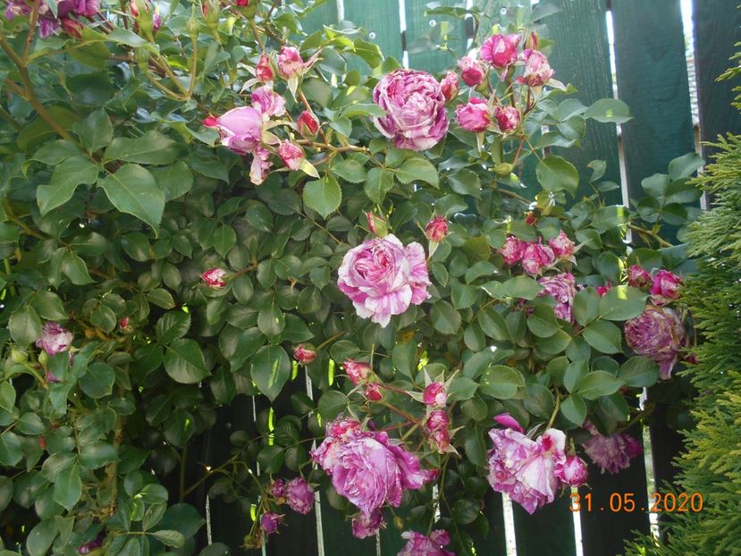  - 1Trandafiri 2020