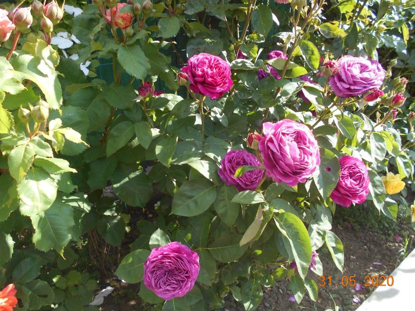  - 1Trandafiri 2020