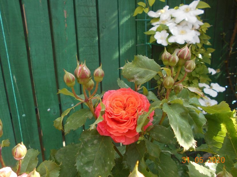  - 1Trandafiri 2020