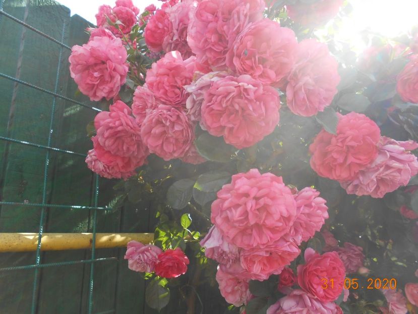  - 1Trandafiri 2020