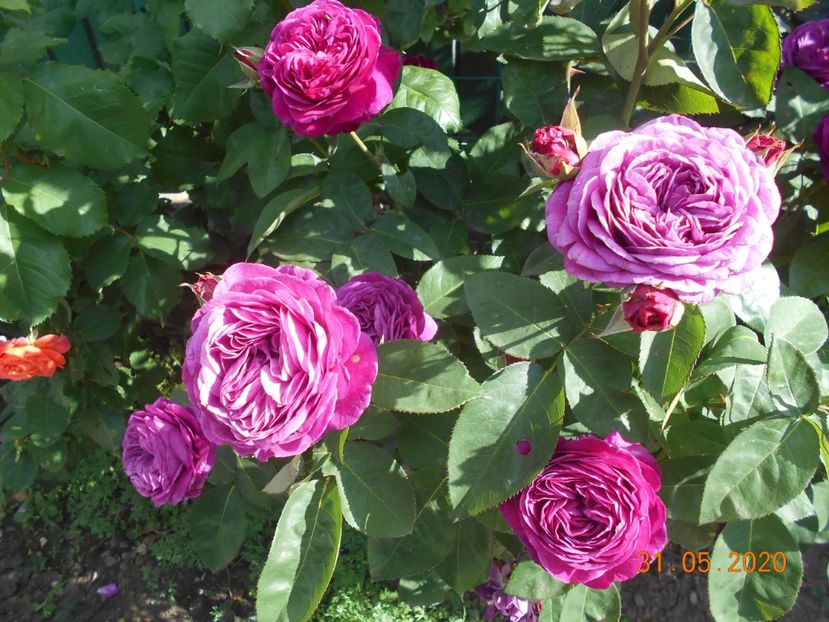  - 1Trandafiri 2020