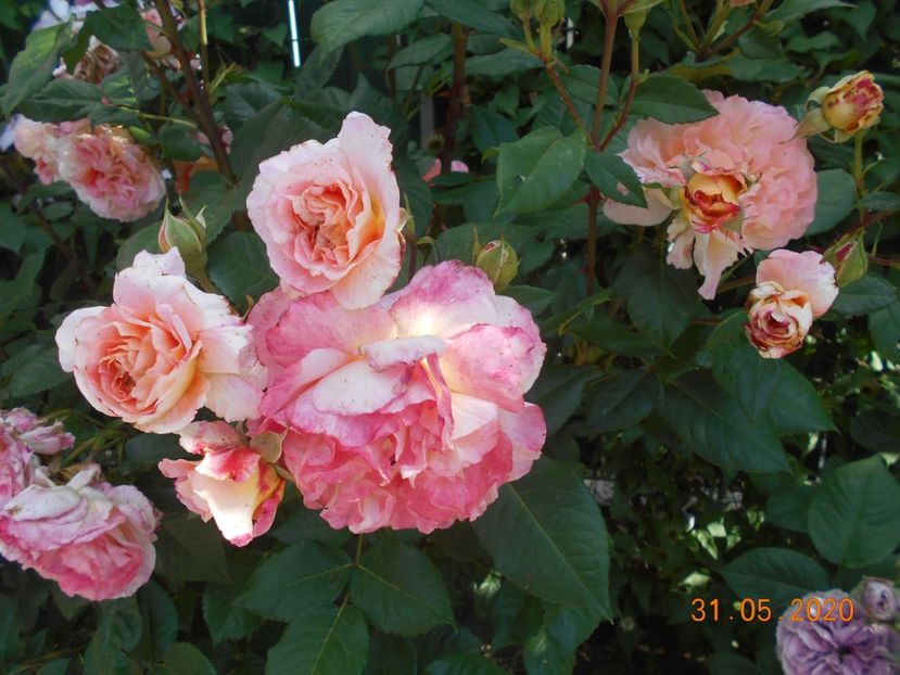  - 1Trandafiri 2020