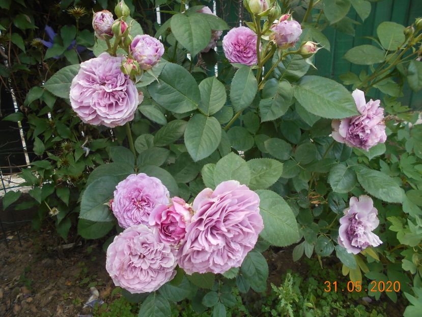  - 1Trandafiri 2020