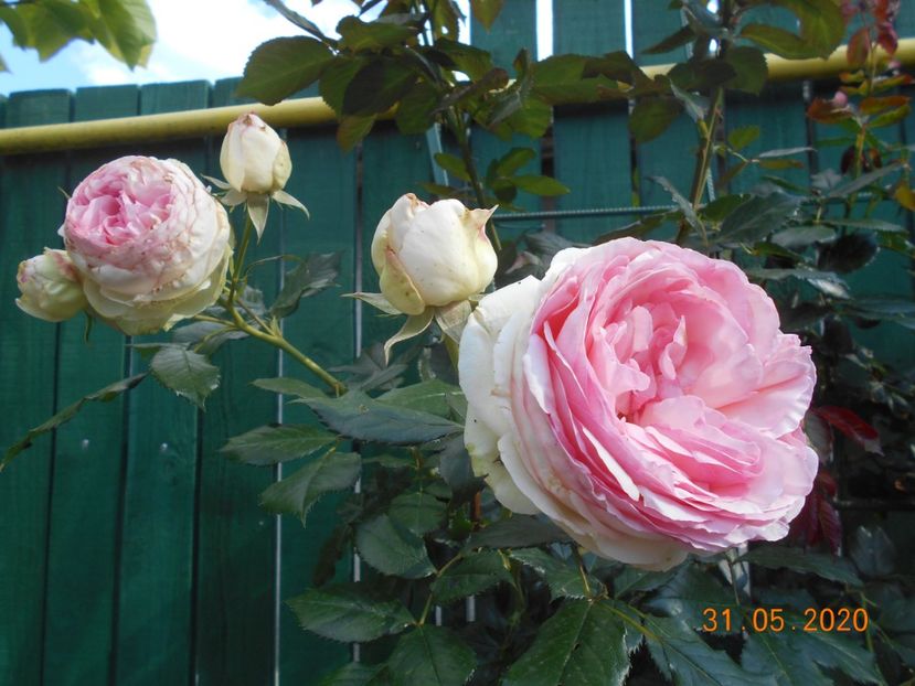  - 1Trandafiri 2020