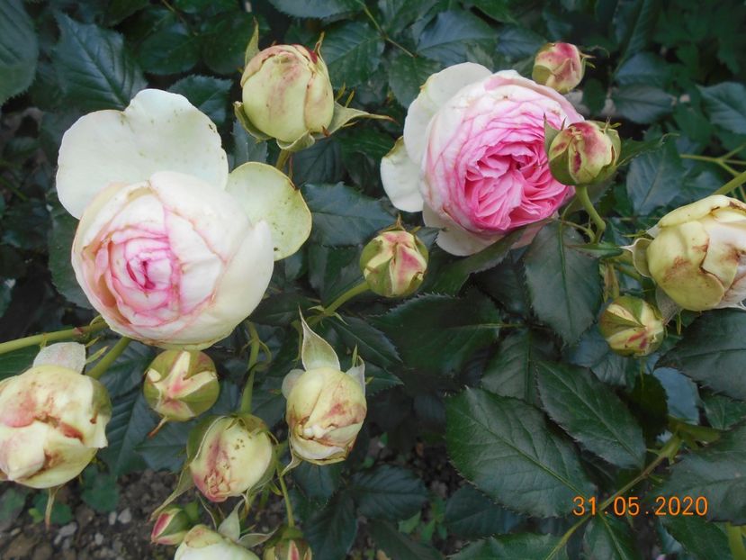  - 1Trandafiri 2020