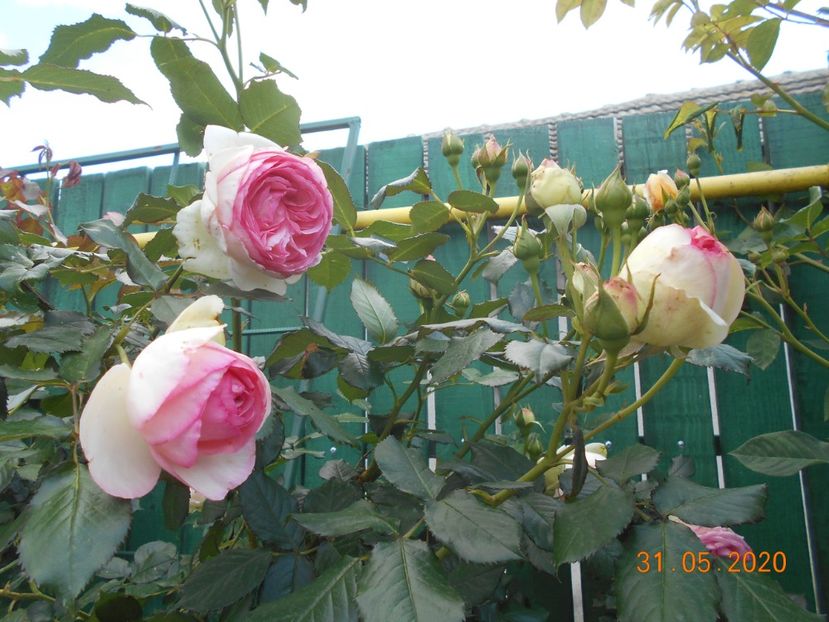  - 1Trandafiri 2020