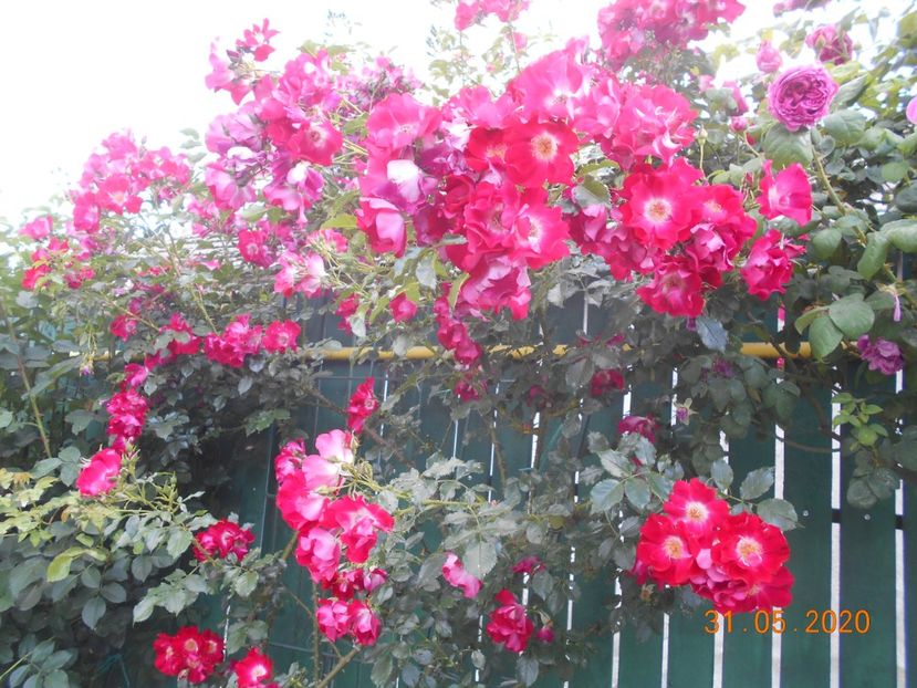  - 1Trandafiri 2020