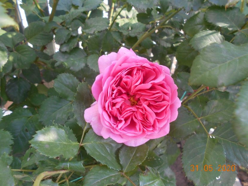  - 1Trandafiri 2020