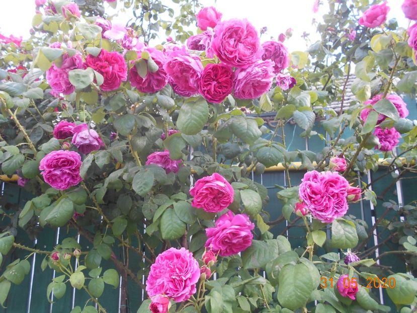  - 1Trandafiri 2020